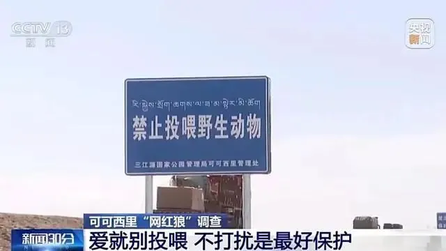 可可西里讨食狼越来越多_可可西里狼吃人_可可西里狼免费阅读